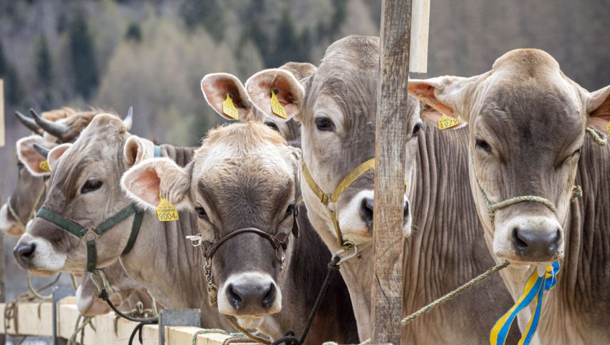 Las bes-chas stan i'l center da l'Agrischa 2026. fotografia: archiv/Daniel Zaugg