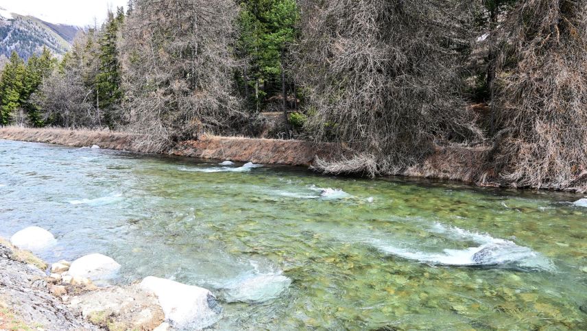 Der Inn unterhalb der Wasserrückgabe des Kraftwerks Islas ist von ­Wasserstandsschwankungen betroffen. Bis zum Sommer 2027 müssen Sanierungsmassnahmen vorliegen. Foto: Reto Stifel