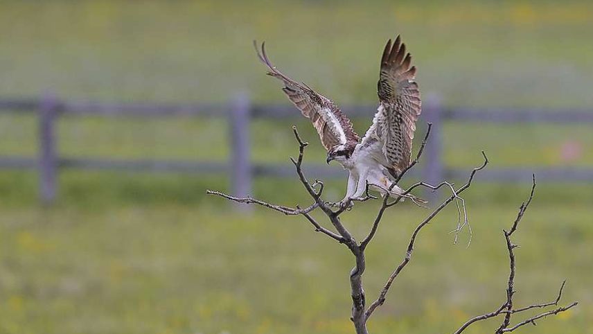 Fischadler im Oberengadin. Foto: Fadri Wehrli