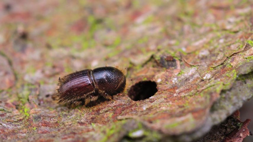 Ün magliascorza aintra e sorta dad üna pitschna foura suot la scorza  dal pin (fotografia: Gilles San Martin/CC-BY-SA 2.0).