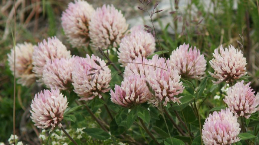 Der Rotklee. Foto: Juerg Baeder