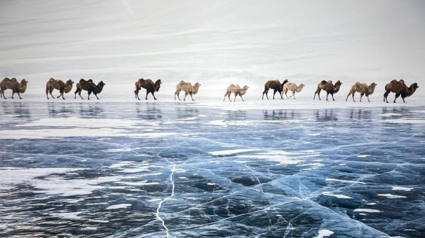 Die Kamele haben es dem Engadiner besonders angetan. Foto: Gian Giovanoli
