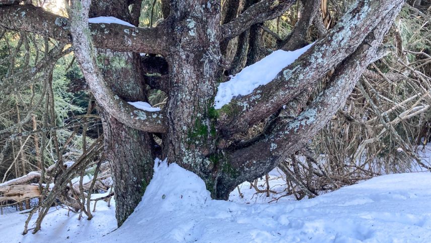 Zwei- drei- oder mehrstämmige Bäume sind in unseren Wäldern keine Seltenheit. Foto: Jon Duschletta