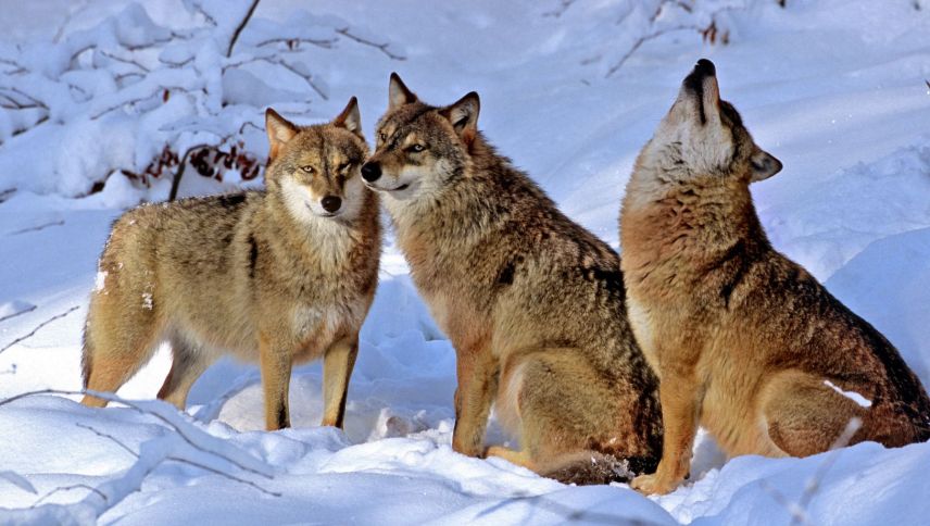 Wölfe leben in Familien. Foto: Peter A. Dettling