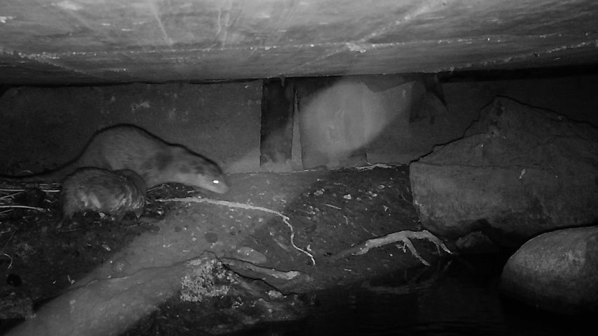 Foto: Amt für Jagd und Fischerei