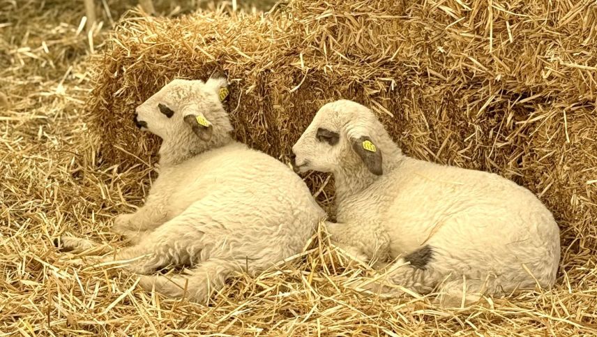 Impressionen von der Agrischa 2026. Foto: Fadrina Hofmann