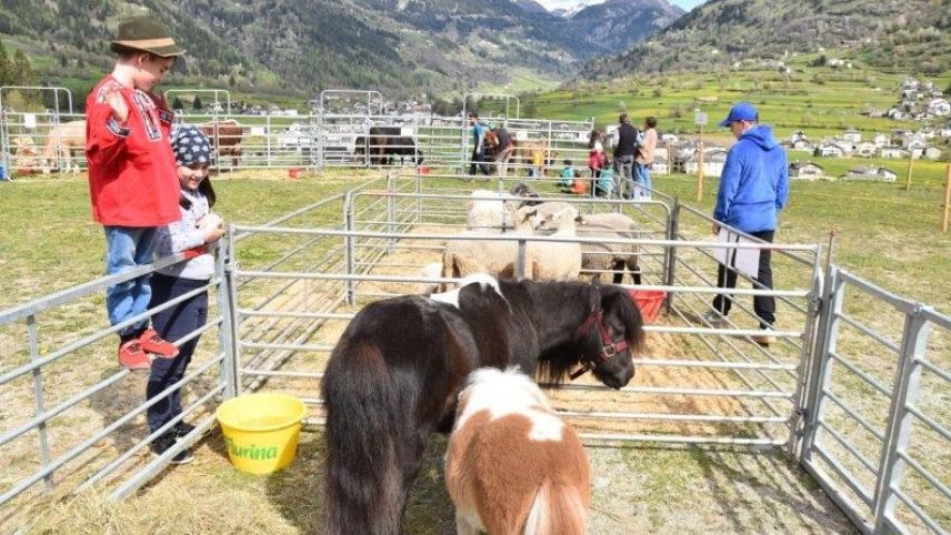 Impressionen der Viehschau in Poschiavo. Urs Oskar Keller
