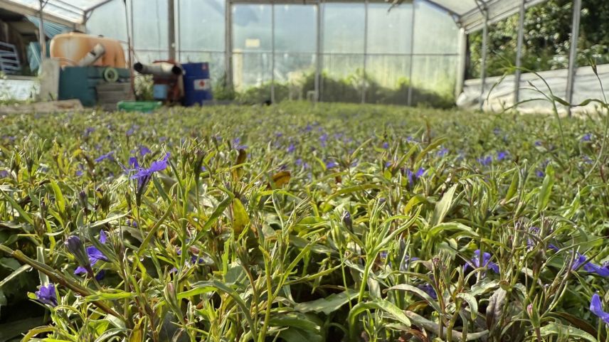 Ün mar da fluors.  fotografia: Fadrina Hofmann