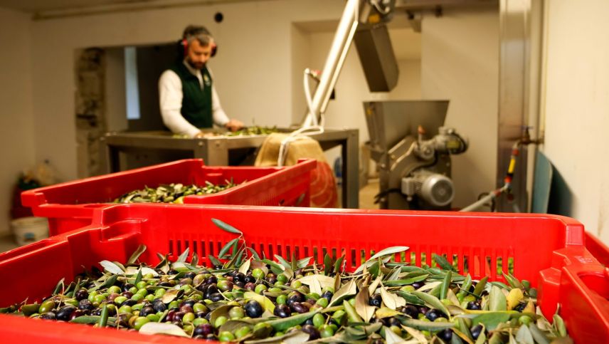 Die Neo-Produzenten von Olivenöl "100% Valposchiavo", Nicolò Paganini und Tiziano Iseppi, dürfen seit drei Jahren auf die Unterstützung des Profis zählen: Luca Ferretti aus Darfo in der Provinz Brescia.