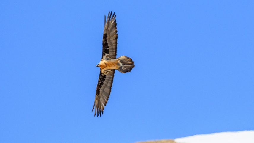 Rund 350 Bartgeier leben aktuell in den Alpen. Foto: SNP