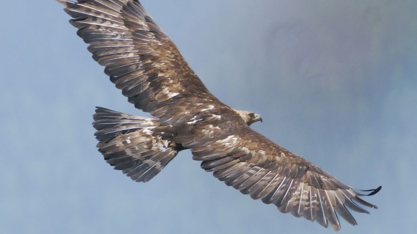 Steinadler wissen auch kleinste Aufwinde für ihren Segelflug zu nutzen. Foto: David Jenny, Val Tasna
