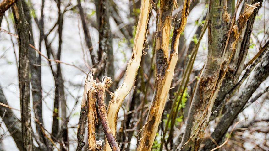 Wildverbisse haben Baumschäden im Wald zur Folge. Foto: Jon Duschletta