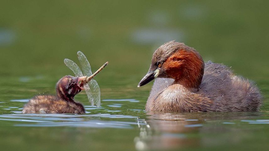Zwergtaucher ernähren sich vorwiegend von grossen Insekten und deren Larven. Vor allem im Winter tauchen sie auch nach kleinen Fischen. Foto: Volker Jungbluth