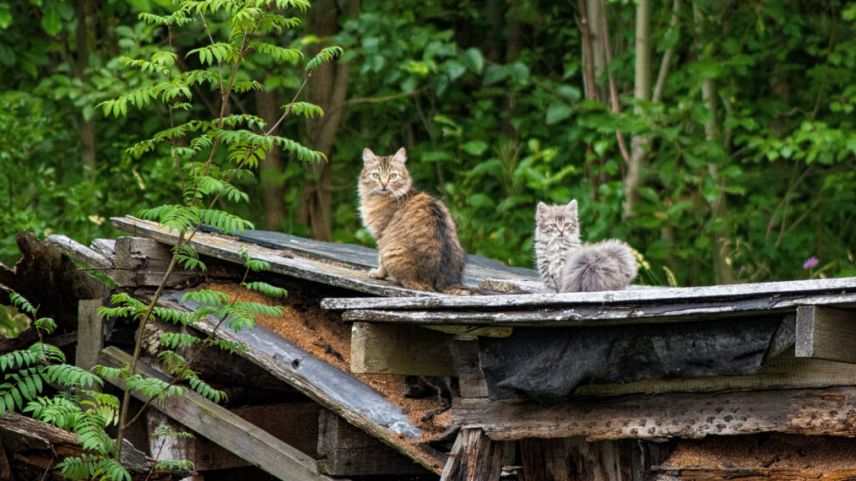 A Tschlin sto gnir regulada la populaziun da giats. fotografia: Lumiegor/CC BY 2.0  
