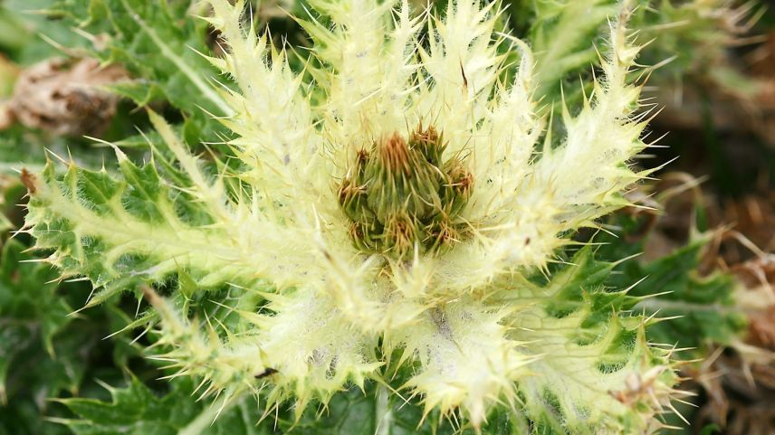 ... in unterschiedlichen Farbvariationen. Fotos: Jürg Baeder