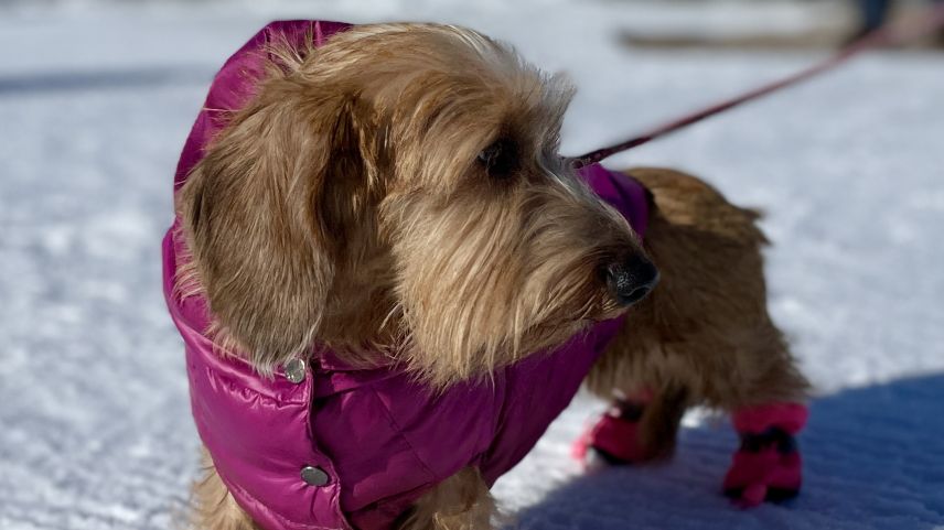 Sogar die Hündchen sind modisch gekleidet. Foto: Fadrina Hofmann