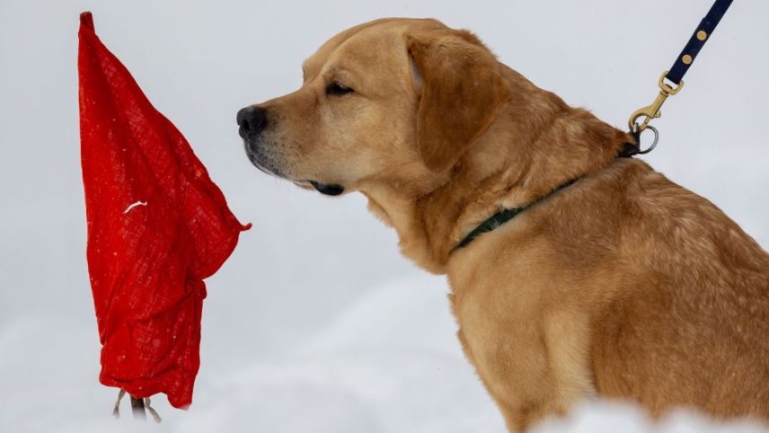 Impressionen von der Lawinenhunde Schweizermeisterschaft. Foto: Andrea Furger 