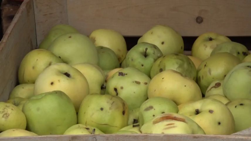 Maila our da la regiun Engiadina Bassa pronta per gnir elavurada illa
«Mostaria Movibla» (fotografia: RTR).