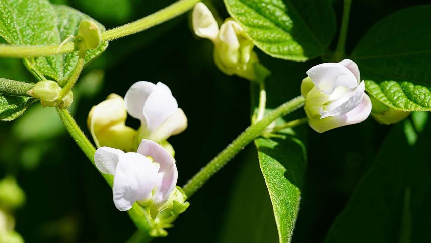Die Bohnenfamilie zählt mehrere tausend Angehörige Foto: Jürg Baeder