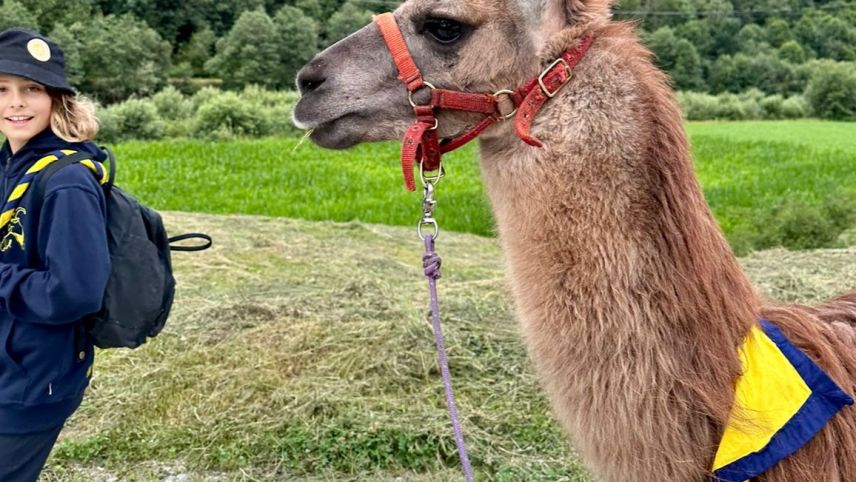 Lamasendas unterwegs... Foto: Ladina Crastan