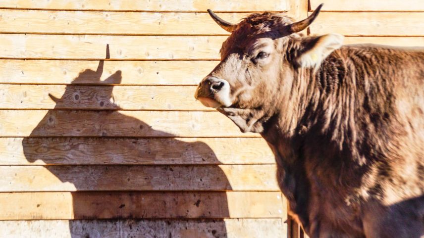 Das «Mistvieh» Kuh wurde am am Samstag im Rahmen des 1. Landwirtschaftlichen Klimagipfels in Landquart in ein gutes Licht gerückt und weitgehend vom
Vorurteil rehabilitiert, ein Klima-Killer zu sein. Archivfoto: Jon Duschletta