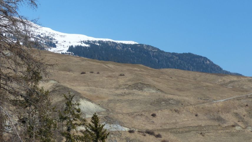 Sülla prada i’ls contuorns da Tschlin es la naiv alguada fingià daspö plüssas eivnas (fotografia: Flurin Andry).