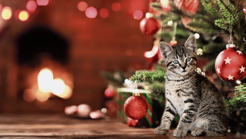 Foto: shutterstock.com/Pasko Maksim