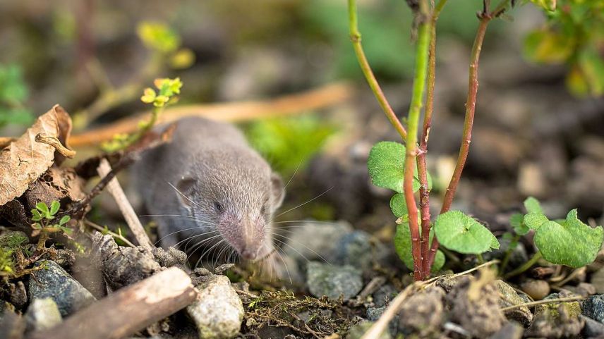 Foto: www.pixabay.com