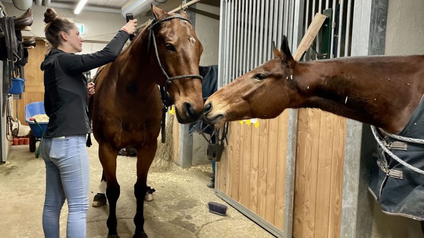 Die Pferdepflegerin rasiert die Mähne eines Polo-Ponys. Foto: Fadrina Hofmann