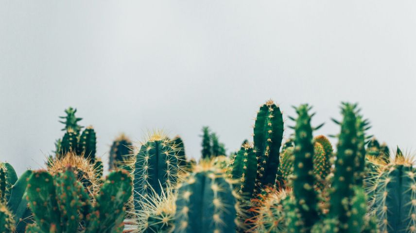 Thomas Verbruggen (www.unsplash.com)