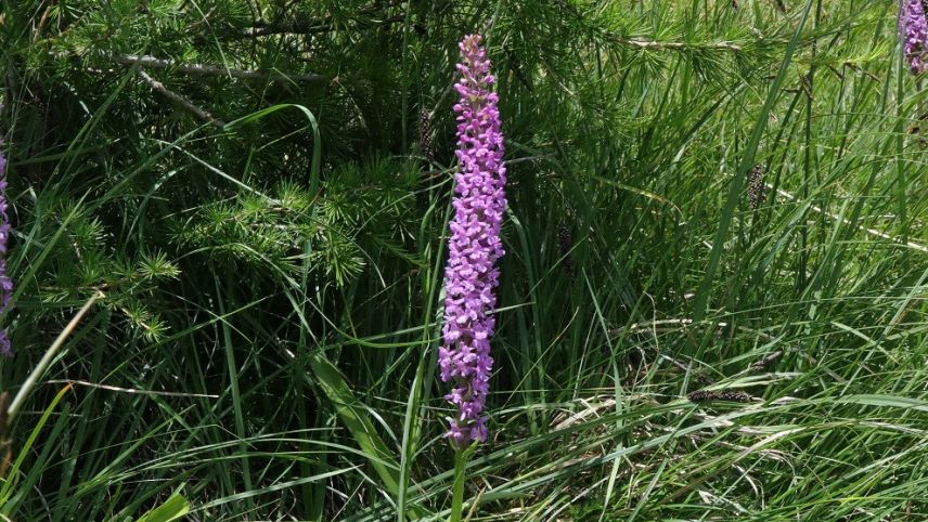 Die Dichtblühende Handwurz wächst an hellen, warmen Standorten. Foto: Rudolf Moll