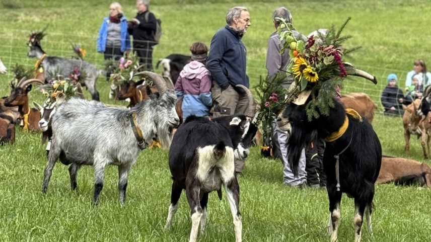 Die Rückkehr der Ziegen. Foto: Fadrina Hofmann