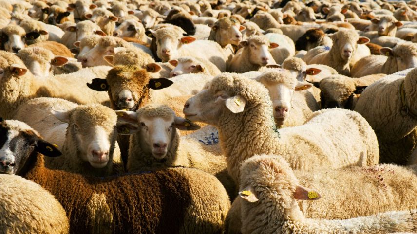 Impressionen der Schafscheide in Ftan. Foto: Barbara Esther Siegrist