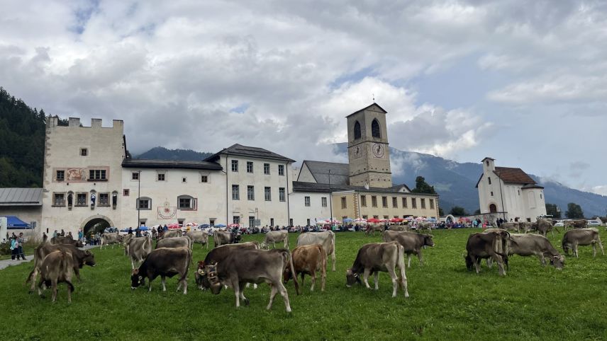 Las vachas pasculeschan davant la Clostra St. Johann a Müstair. fotografia: David Truttmann/FMR
