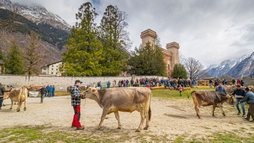 Viehschau vor dem Palazzo Castelmur. Foto: Daniel Zaugg