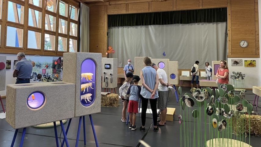 L’exposiziun a Tschierv consista da quatter chomps tematics. Ün da quels as dedichescha a l’aviöl da meil (fotografia: Martin Camichel/fmr).