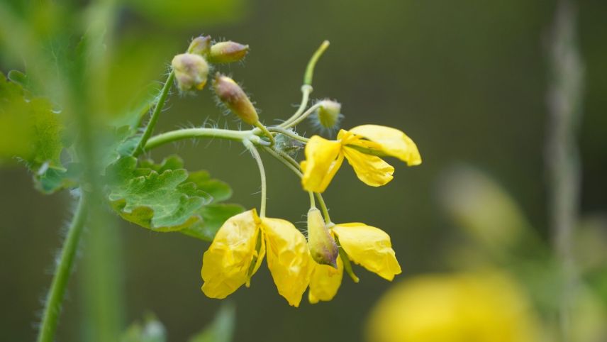 Das Schöllkraut gedeiht in ganz Europa, Mittel- und Nordasien.		Foto: Jürg Baeder