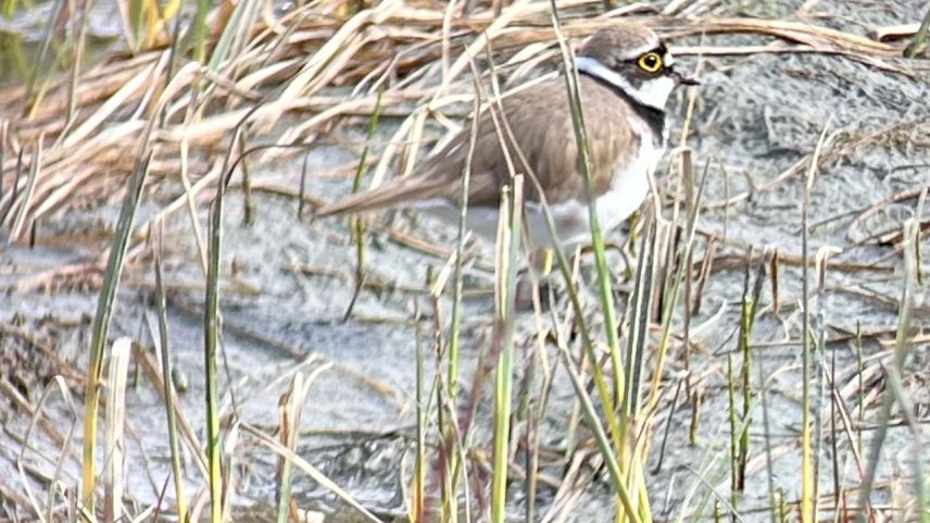 Der Flussregenpfeiffer. Foto: Schweizerische Vogelwarte
