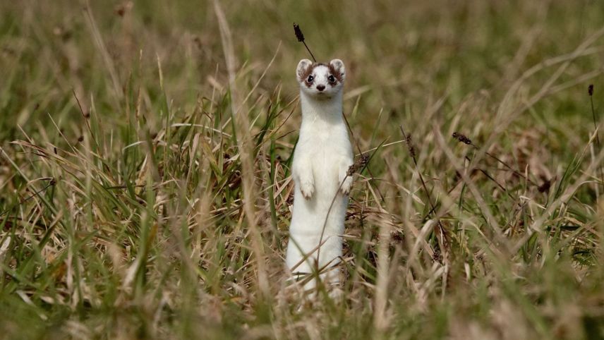 Üna müstaila chi’d es gnüda observada in Engiadina e lura rapportada sülla plattafuorma da Vaschins sulvadis (fotografia: Denis Magnin).