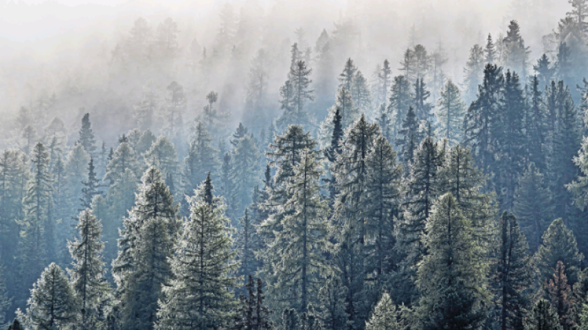 1500 Hektar Waldgebiet stehen unter der Obhut von Niggli. 