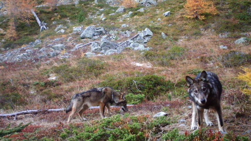 Die Ausbreitung der Wölfe bereitet der Bündner Bevölkerug Sorge. Foto: Gruppe Wolf Schweiz