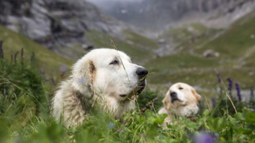 Las duos chognas da protecziun Chiara e Fraja sun darcheu tuornadas da lur vacanzas in Italia (fotografia: RTR).