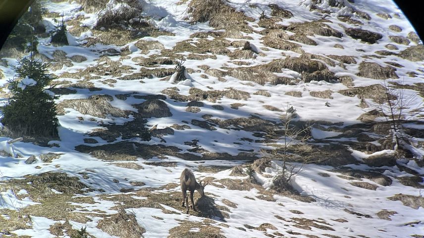 Durchs Fernrohr entdecken die Jugendlichen eine Gämse.  Foto: Fadrina Hofmann