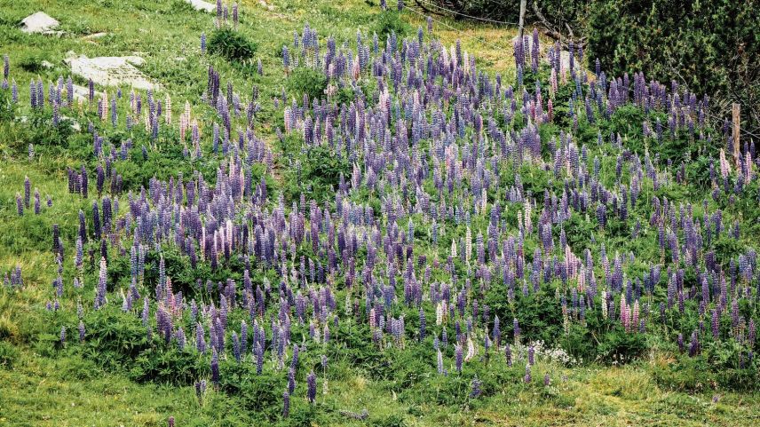 Lupinen gedeihen im Engadin fast überall - auch auf dem Julierpass. 