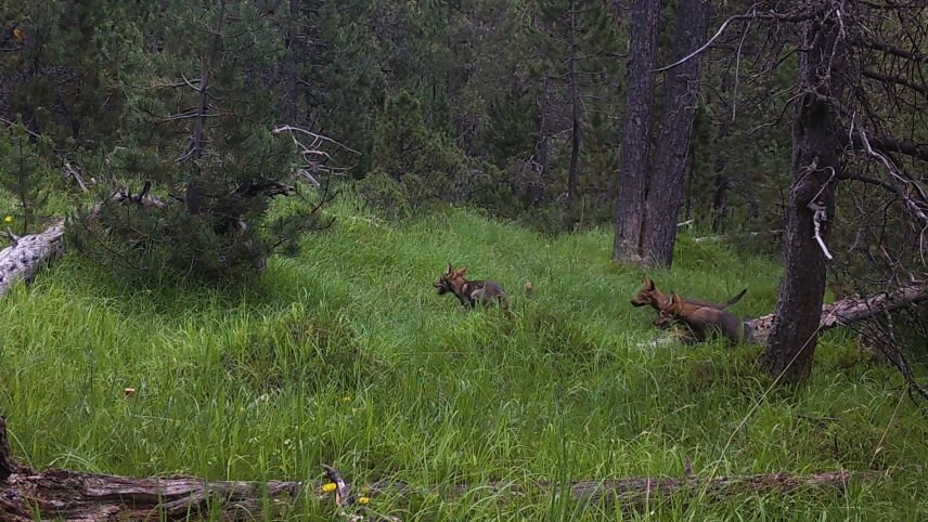 Fotofalle: Schweizerischer Nationalpark