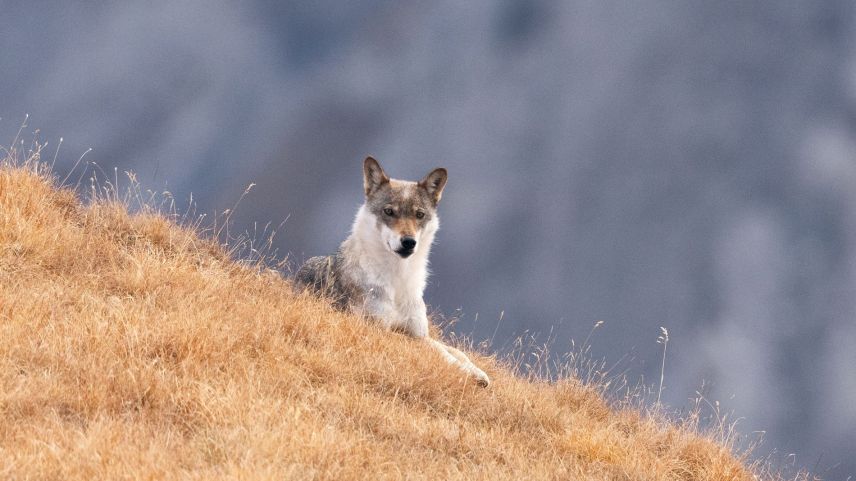 Die Wölfin F18, aufgenommen dank viel Geduld und Spürsinn von Heinrich Haller 2022 im Ofenpassgebiet. Fotos: Heinrich Haller