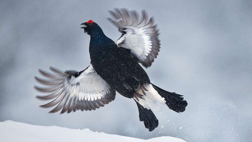Balzender Birkhahn im Dezember. Foto: Claudio Gotsch