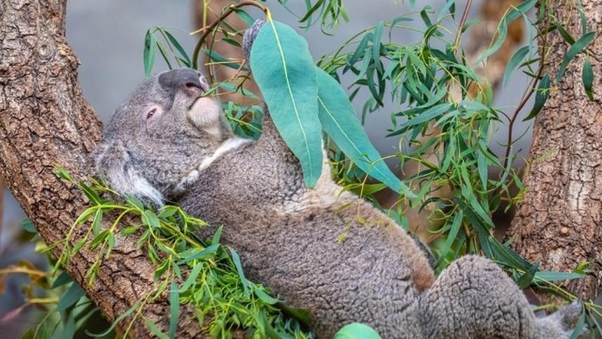 Foto: Albert Schmidmeister/Zoo Zürich