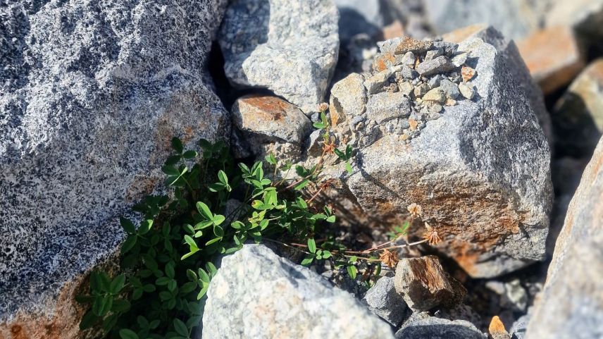 Der Bleiche Klee wächst bereits wieder auf dem Sturzmaterial. Foto: M. de La Harpe