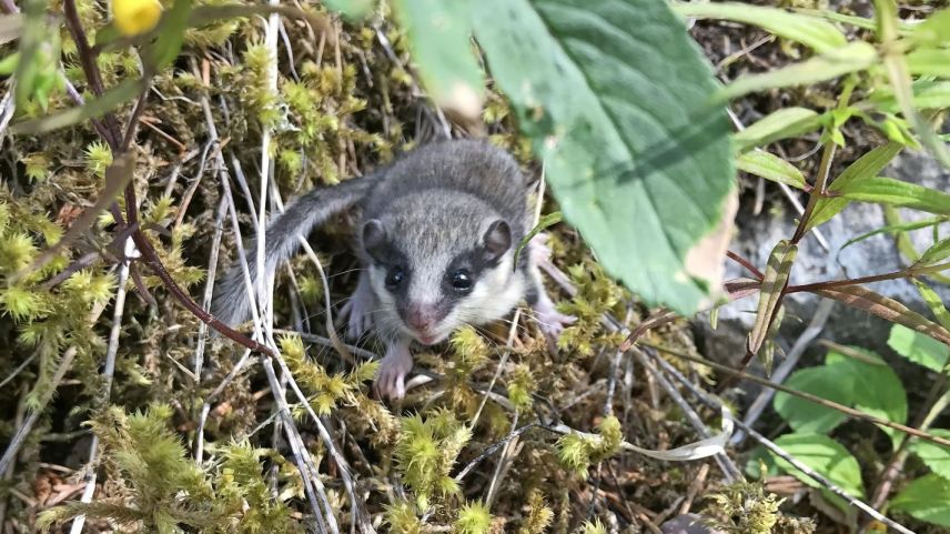 Il durmigliet tirolais es ün mamifer pac cuntschaint. fotografia: Judith Eicher